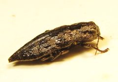 Dicerca lepida by no rights reserved, uploaded by Ken Kneidel. Used under a CC0 license.