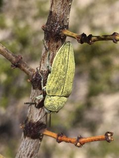 Gyascutus dianae by (c) Amelia Tauber, some rights reserved (CC BY), uploaded by Amelia Tauber. Used under a CC-BY license.