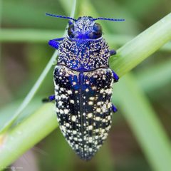 Lampetis webbii by (c) Ken-ichi Ueda, some rights reserved (CC BY), uploaded by Ken-ichi Ueda. Used under a CC-BY license.
