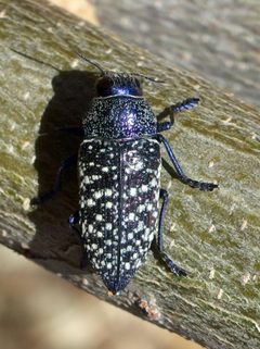 Lampetis webbii by (c) Sue Carnahan, some rights reserved (CC BY), uploaded by Sue Carnahan. Used under a CC-BY license.