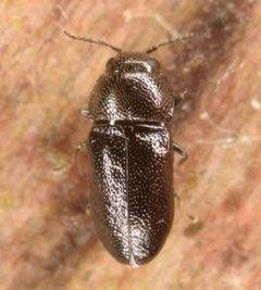 Mastogenius crenulatus by (c) skitterbug, some rights reserved (CC BY), uploaded by skitterbug. Used under a CC-BY license.