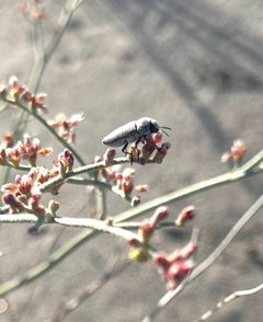 Nanularia monoensis by (c) nmoorhatch, some rights reserved (CC BY), uploaded by nmoorhatch. Used under a CC-BY license.