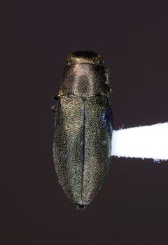 Phaenops aeneola by (c) Kyle Rossner, some rights reserved (CC BY), uploaded by Kyle Rossner. Used under a CC-BY license.