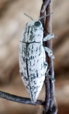 Poecilonota bridwelli by (c) Jason Eckberg, some rights reserved (CC BY), uploaded by Jason Eckberg. Used under a CC-BY license.