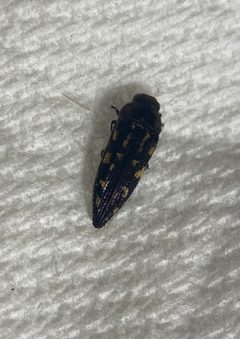 Acmaeodera comata by (c) Ethan Wright, some rights reserved (CC BY), uploaded by Ethan Wright. Used under a CC-BY license.