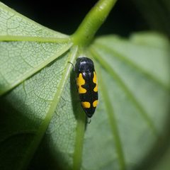 Ptosima gibbicollis by (c) Leila Dasher, some rights reserved (CC BY), uploaded by Leila Dasher. Used under a CC-BY license.