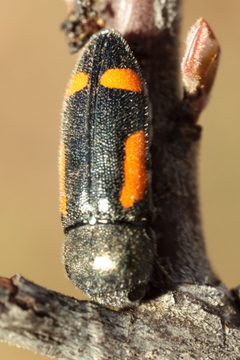 Ptosima laeta by (c) Victor Engel, some rights reserved (CC BY), uploaded by Victor Engel. Used under a CC-BY license.