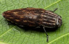 Sphenoptera by (c) Wynand Uys, some rights reserved (CC BY), uploaded by Wynand Uys. Used under a CC-BY license.