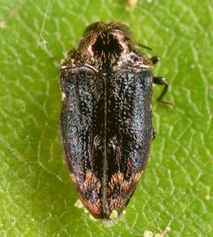 Brachys aerosus by (c) skitterbug, some rights reserved (CC BY), uploaded by skitterbug. Used under a CC-BY license.