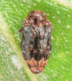 Brachys aerosus by (c) skitterbug, some rights reserved (CC BY), uploaded by skitterbug. Used under a CC-BY license.
