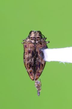 Brachys aeruginosus by (c) Kyle Rossner, some rights reserved (CC BY), uploaded by Kyle Rossner. Used under a CC-BY license.