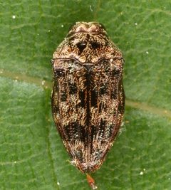 Brachys aeruginosus by (c) skitterbug, some rights reserved (CC BY), uploaded by skitterbug. Used under a CC-BY license.