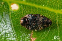 Brachys fasciferus by no rights reserved, uploaded by Lyn Roueche. Used under a CC0 license.