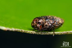 Brachys fasciferus by no rights reserved, uploaded by Lyn Roueche. Used under a CC0 license.