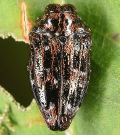 Brachys ovatus by (c) skitterbug, some rights reserved (CC BY), uploaded by skitterbug. Used under a CC-BY license.