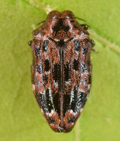 Brachys ovatus by (c) skitterbug, some rights reserved (CC BY), uploaded by skitterbug. Used under a CC-BY license.