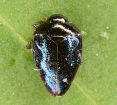 Pachyschelus purpureus by (c) skitterbug, some rights reserved (CC BY), uploaded by skitterbug. Used under a CC-BY license.