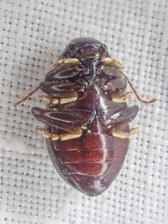 Amphicyrta chrysomelina by (c) Trevor Van Loon, some rights reserved (CC BY), uploaded by Trevor Van Loon. Used under a CC-BY license.