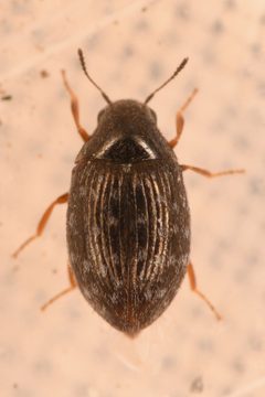Simplocaria metallica by (c) Trevor Van Loon, some rights reserved (CC BY), uploaded by Trevor Van Loon. Used under a CC-BY license.