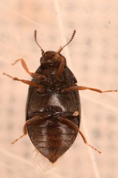 Simplocaria metallica by (c) Trevor Van Loon, some rights reserved (CC BY), uploaded by Trevor Van Loon. Used under a CC-BY license.