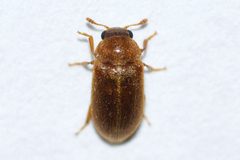 Byturus unicolor by (c) Owen Strickland, some rights reserved (CC BY), uploaded by Owen Strickland. Used under a CC-BY license.