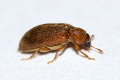 Byturus unicolor by (c) Owen Strickland, some rights reserved (CC BY), uploaded by Owen Strickland. Used under a CC-BY license.