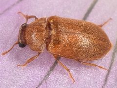 Byturus unicolor by (c) skitterbug, some rights reserved (CC BY), uploaded by skitterbug. Used under a CC-BY license.