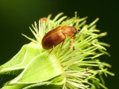 Byturus unicolor by (c) Katja Schulz, some rights reserved (CC BY). Used under a CC-BY license.