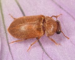 Byturus unicolor by (c) skitterbug, some rights reserved (CC BY), uploaded by skitterbug. Used under a CC-BY license.