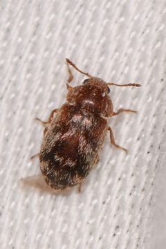 Xerasia grisescens by (c) Trevor Van Loon, some rights reserved (CC BY), uploaded by Trevor Van Loon. Used under a CC-BY license.