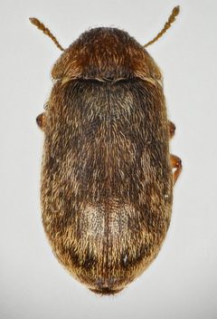 Xerasia grisescens by (c) Don Loarie, some rights reserved (CC BY), uploaded by Don Loarie. Used under a CC-BY license.