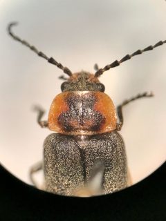 Atalantycha dentigera by (c) gonodactylus, some rights reserved (CC BY), uploaded by gonodactylus. Used under a CC-BY license.