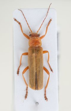 Cantharis by (c) Евгений Рыбальченко, some rights reserved (CC BY), uploaded by Евгений Рыбальченко. Used under a CC-BY license.