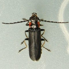 Cantharis tuberculata by (c) Bill Keim, some rights reserved (CC BY). Used under a CC-BY license.