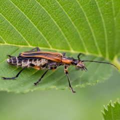 Chauliognathus by (c) Bill Keim, some rights reserved (CC BY). Used under a CC-BY license.