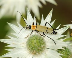 Chauliognathus misellus by (c) Roger Rittmaster, some rights reserved (CC BY), uploaded by Roger Rittmaster. Used under a CC-BY license.