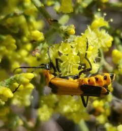 Chauliognathus fasciatus by (c) Jack Byrley, some rights reserved (CC BY), uploaded by Jack Byrley. Used under a CC-BY license.