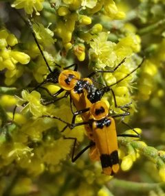Chauliognathus fasciatus by (c) Jack Byrley, some rights reserved (CC BY), uploaded by Jack Byrley. Used under a CC-BY license.