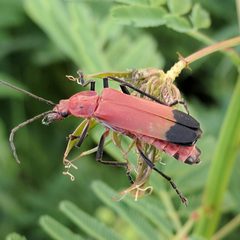 Chauliognathus lecontei by (c) Ken-ichi Ueda, some rights reserved (CC BY), uploaded by Ken-ichi Ueda. Used under a CC-BY license.