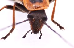 Chauliognathus pensylvanicus by (c) Matthew Lindsey, some rights reserved (CC BY), uploaded by Matthew Lindsey. Used under a CC-BY license.