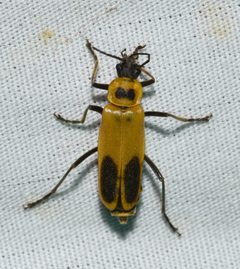 Chauliognathus pensylvanicus by (c)
Wildreturn, some rights reserved (CC BY). Used under a CC-BY license.