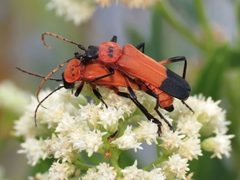 Chauliognathus profundus by (c) Katja Schulz, some rights reserved (CC BY). Used under a CC-BY license.