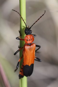 Chauliognathus profundus by (c) Andrew Meeds, some rights reserved (CC BY), uploaded by Andrew Meeds. Used under a CC-BY license.