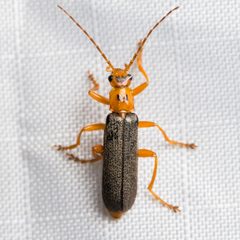 Cultellunguis americanus by (c) Ken-ichi Ueda, some rights reserved (CC BY), uploaded by Ken-ichi Ueda. Used under a CC-BY license.