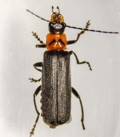 Cyrtomoptera divisa by (c) Don Loarie, some rights reserved (CC BY), uploaded by Don Loarie. Used under a CC-BY license.