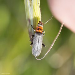 Cyrtomoptera divisa by (c) Ken-ichi Ueda, some rights reserved (CC BY), uploaded by Ken-ichi Ueda. Used under a CC-BY license.