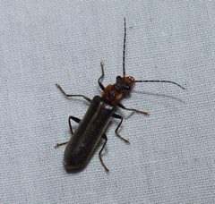 Dichelotarsus cinctipennis by (c) christine123, some rights reserved (CC BY), uploaded by christine123. Used under a CC-BY license.