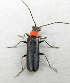 Dichelotarsus by (c) jimeckert49, some rights reserved (CC BY). Used under a CC-BY license.