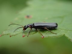 Dichelotarsus laevicollis by (c) Matt Bowser, some rights reserved (CC BY), uploaded by Matt Bowser. Used under a CC-BY license.