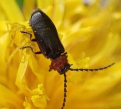 Ditemnus bidentatus by (c) Cole Shoemaker, some rights reserved (CC BY), uploaded by Cole Shoemaker. Used under a CC-BY license.
